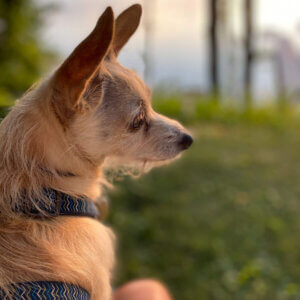 Sick Pet Care - Lake Olympia Animal Hospital