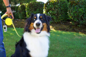 Pet Healthcare Specials - Lake Olympia Animal Hospital