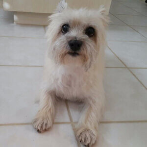 Client Pet Skywalker - Lake Olympia Animal Hospital