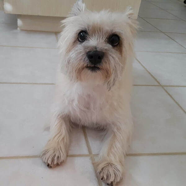 Client Pet Skywalker - Lake Olympia Animal Hospital